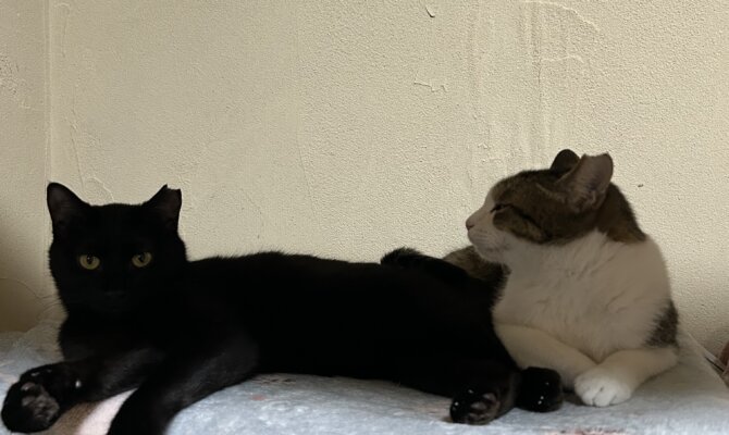 【お茶の水】〜ラプター〜