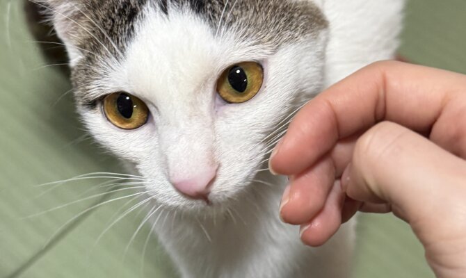 【お茶の水】〜そうめん〜