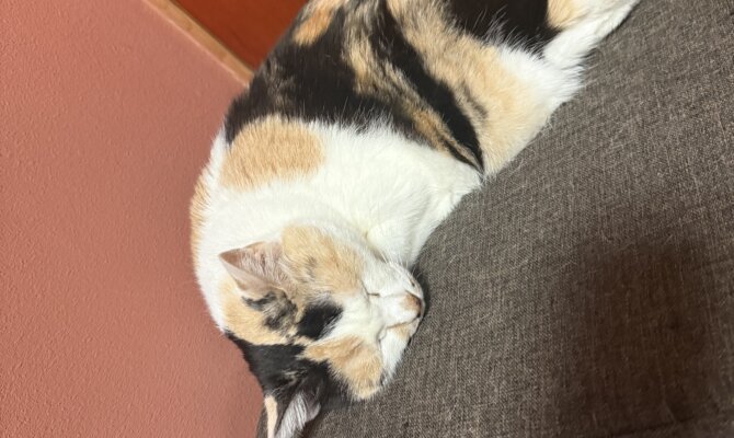 【お茶の水】〜ミトラ〜