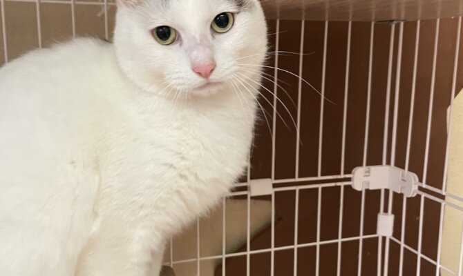 【お茶の水】〜レン吉〜