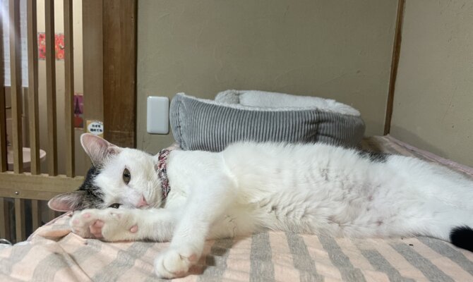 【お茶の水】〜れいめん〜