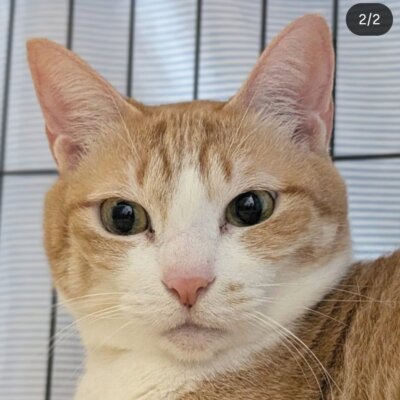 はるこ【池袋】