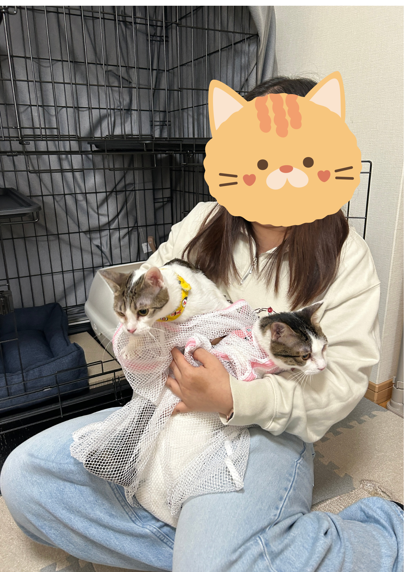 ラブブ＆モココ トライアルスタート🚗³₃ | ネコリパブリック｜日本の猫