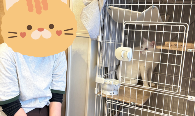 【お茶の水店】綺麗な神々しい白猫出雲ついにトライアルへ出発！