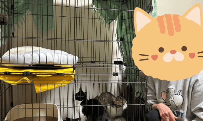 【お茶の水店】まる子ちゃんシリーズ 山根つよし、野口笑子、みぎわ花子トライアルスタート！