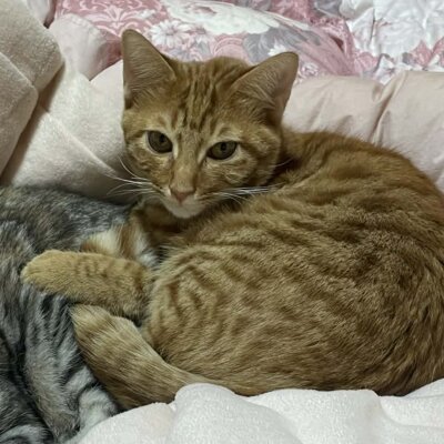 パピコ【大阪TNTA部】➡パル