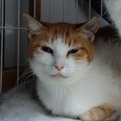 あかり【大阪ねこ浴場】