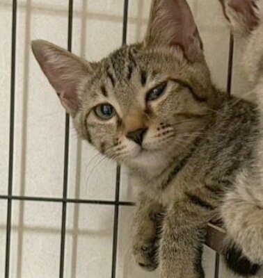 巧月【大阪TNTA部】