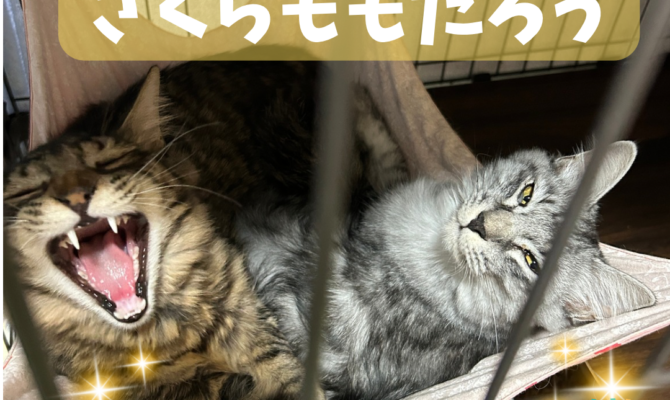 さっしー&さくらももたろう　トライアルスタートです♪