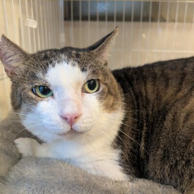 チビ助【大阪TNTA部】