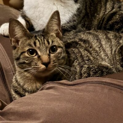 パルム【大阪TNTA部】➡ラテ