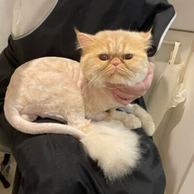 ルシェル【大阪ねこ浴場】