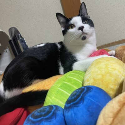 清志郎【大阪TNTA部】➡キョロ