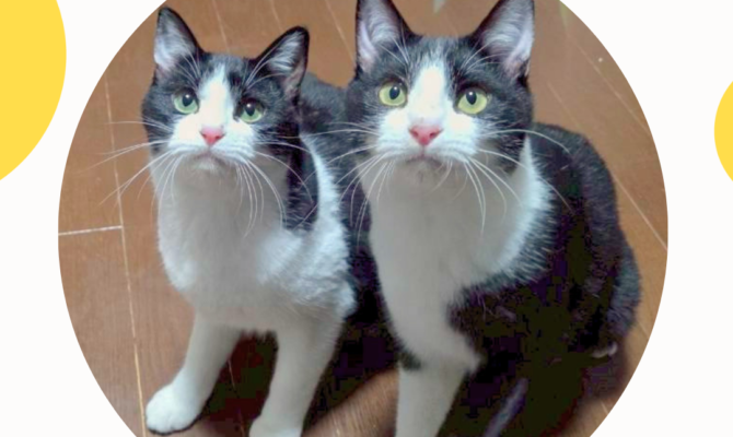 【岐阜・サンビル】4月の保護猫譲渡会🐈マルシェで出会う里親募集イベント🌷