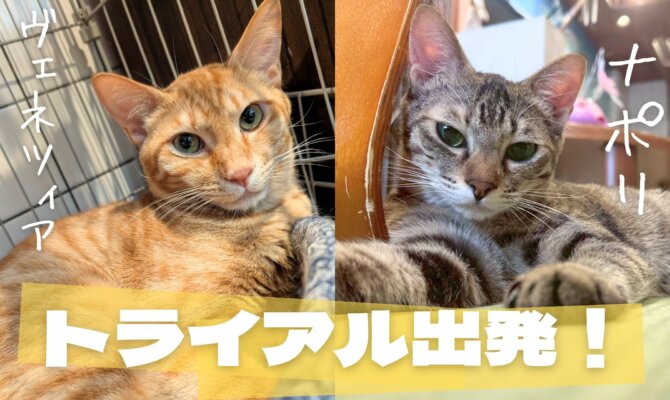 【大阪ねこ浴場】ナポリ&ヴェネツィア、トライアル出発！