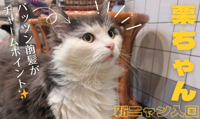 【大阪ねこ浴場】前髪パッツンの新ニャンが入国🌰🚩
