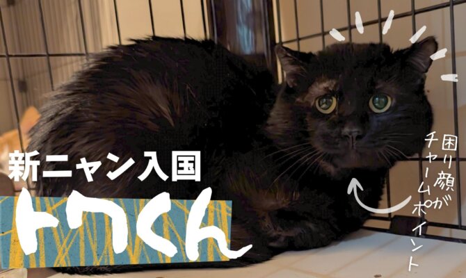 【大阪ねこ浴場】りんご猫ちゃんが新しく入国🍎🚩