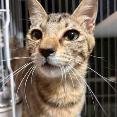 みくる【高円寺】 | ネコリパブリック｜日本の猫の殺処分をゼロに！