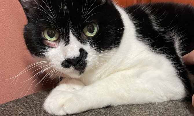 【お茶の水】〜藤りぼん〜