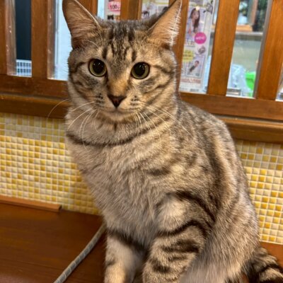 パク・ヒョンシク【キャットプラザ西葛西】