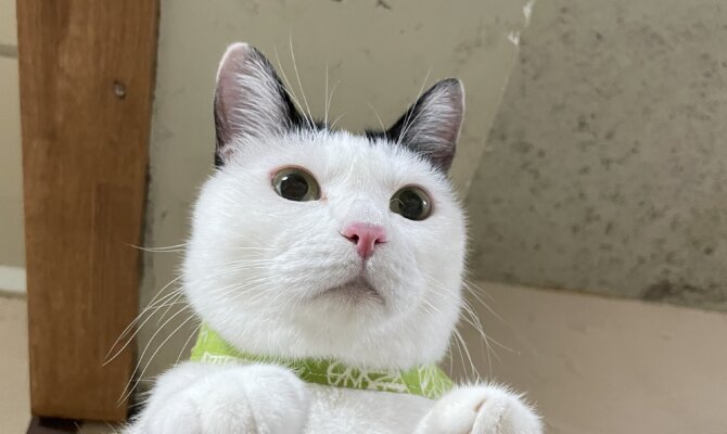 【お茶の水】〜チョビジュ〜