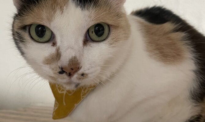 【お茶の水】〜ミトラ〜