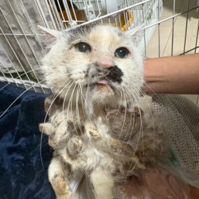 こぶお【ちびびの森シェルター】