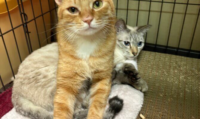 【お茶の水店】~ちゃお丸~