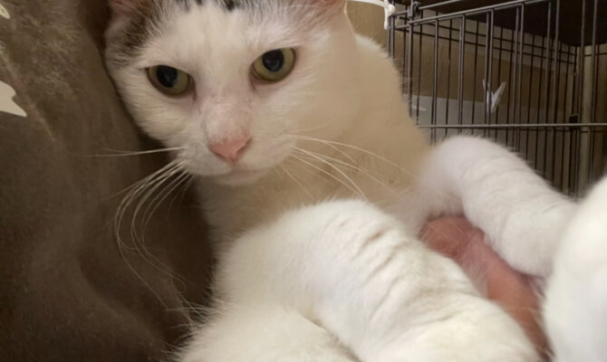 【お茶の水】〜レン吉〜