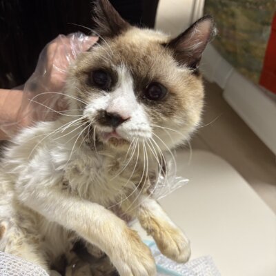 もじゃお【ちびびの森シェルター】