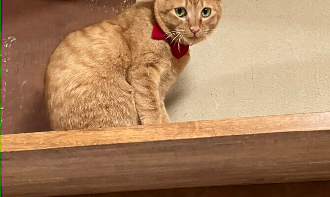 【お茶の水】〜マイティキック〜