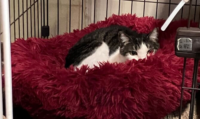 【お茶の水】〜ちまき〜