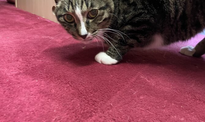 【お茶の水】〜マイキー〜