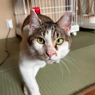 あぶらあげ【岐阜店】