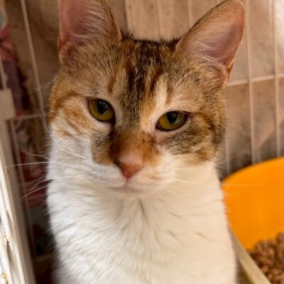 ミニ・ミニ子【岐阜店】