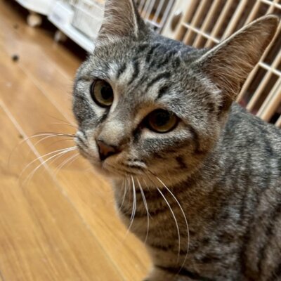 きぬ【岐阜店】