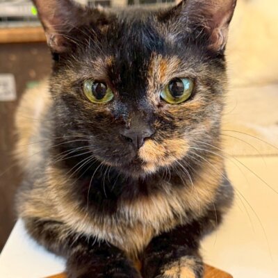 めめめ【ちびびの森シェルター】