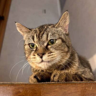 ももも【ちびびの森シェルター】