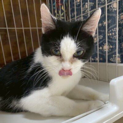 おしみ【ちびびの森シェルター】