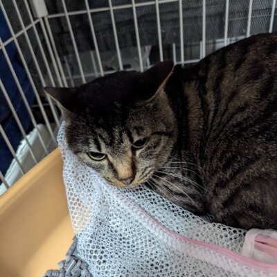 ソイ【ちびびの森シェルター】