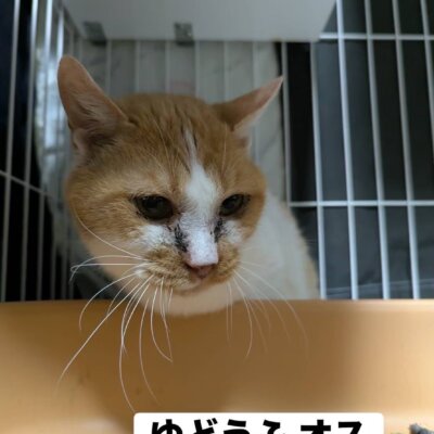 ゆどうふ【ちびびの森シェルター】