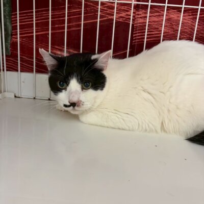 ぷくお【ちびびの森シェルター】