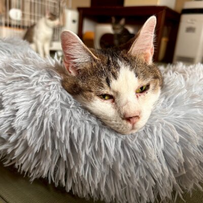 おやき【岐阜店】