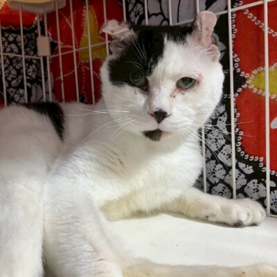 こうや【ちびびの森シェルター】