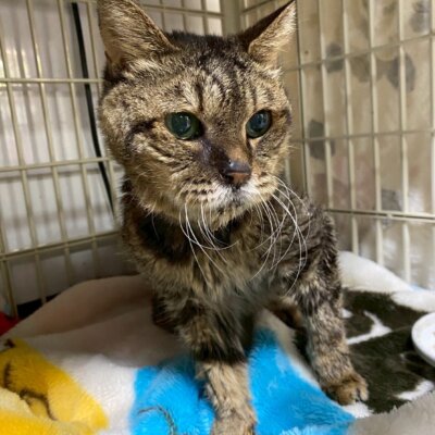 おちこ【ちびびの森シェルター】