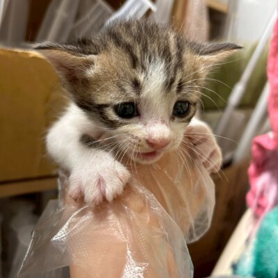 カシマ【ちびびの森シェルター】