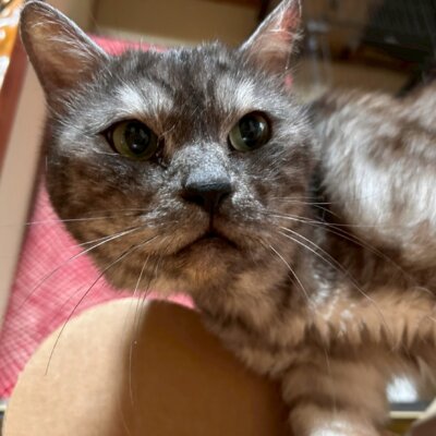 おとうふ【ちびびの森シェルター】