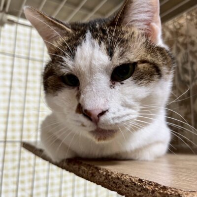 あつあげ【ちびびの森シェルター】