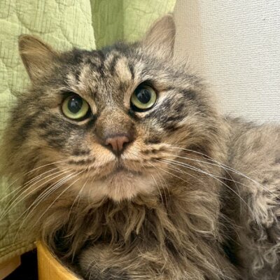 もめん【ちびびの森シェルター】