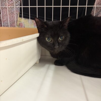 たぬこ【ちびびの森シェルター】